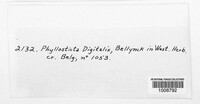 Phyllosticta digitalis image